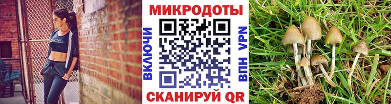 Псилоцибиновые грибы Psilocybe  дарк нет как зайти  Котельнич 